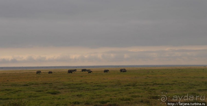 Борьба слонов за самку в парке Амбосели