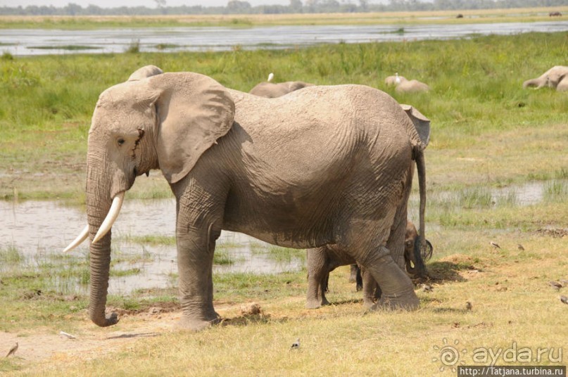 Борьба слонов за самку в парке Амбосели