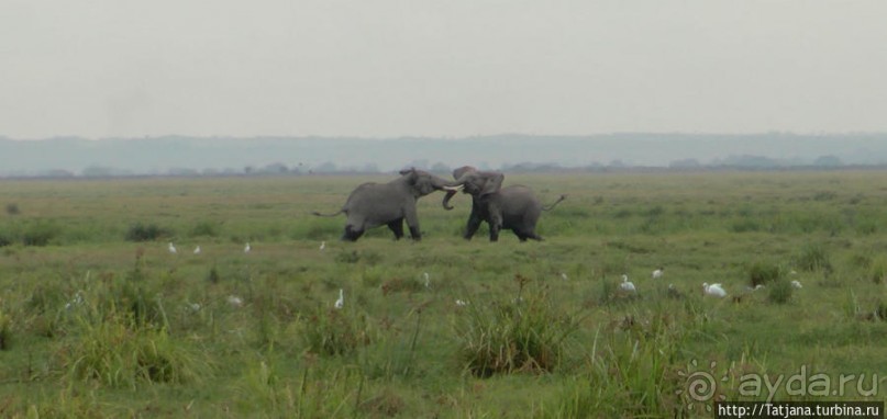 Борьба слонов за самку в парке Амбосели