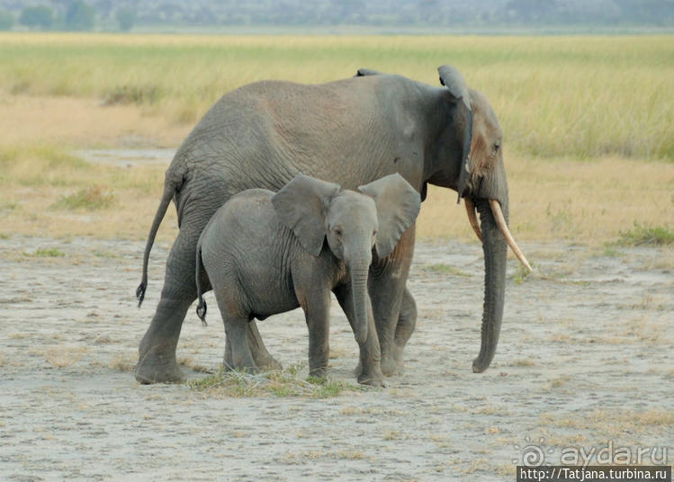 Борьба слонов за самку в парке Амбосели