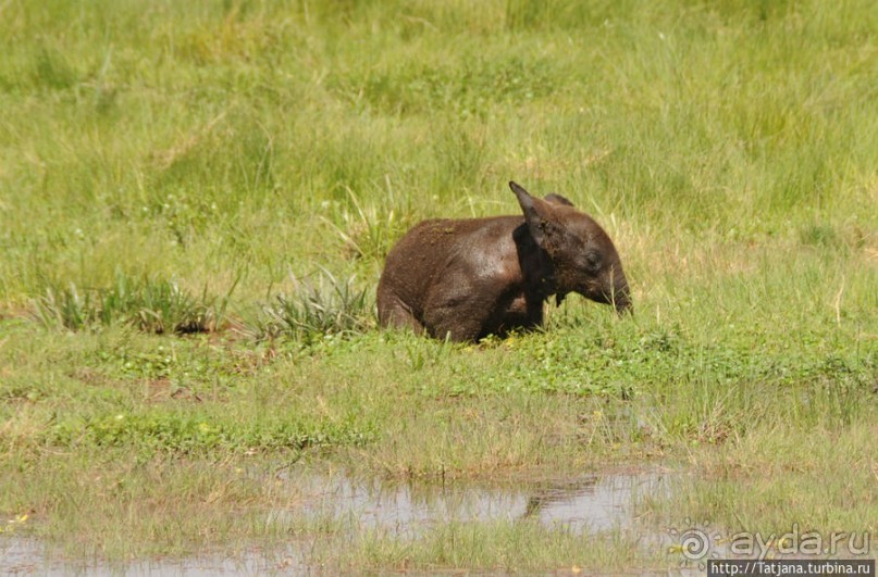 Борьба слонов за самку в парке Амбосели