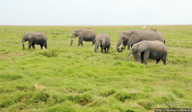 Борьба слонов за самку в парке Амбосели