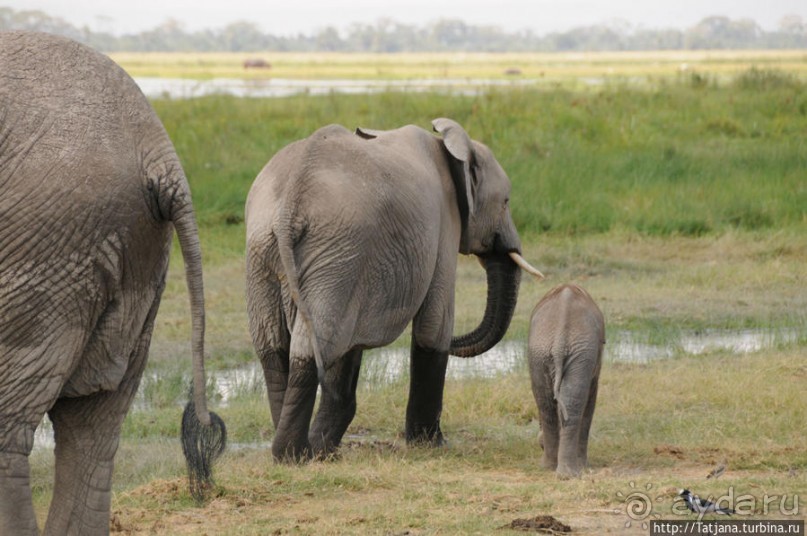 Борьба слонов за самку в парке Амбосели