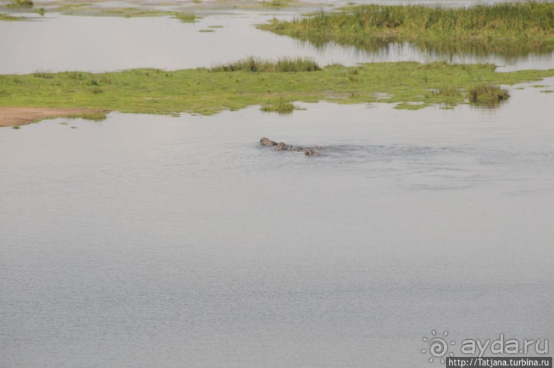Борьба слонов за самку в парке Амбосели