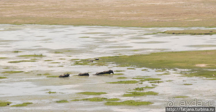 Борьба слонов за самку в парке Амбосели
