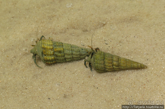 Прогулка к реке Конго и хорошее настроение