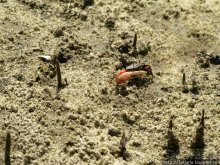 Прогулка к реке Конго и хорошее настроение