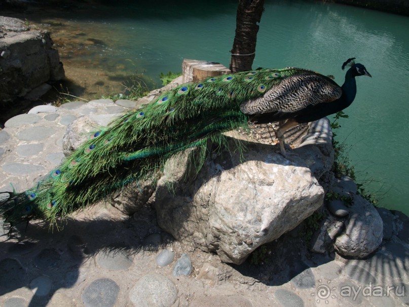 фото Орлиное гнездо