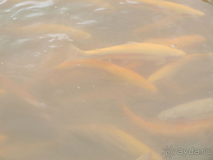 фото Орлиное гнездо