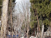 Балашовские легенды