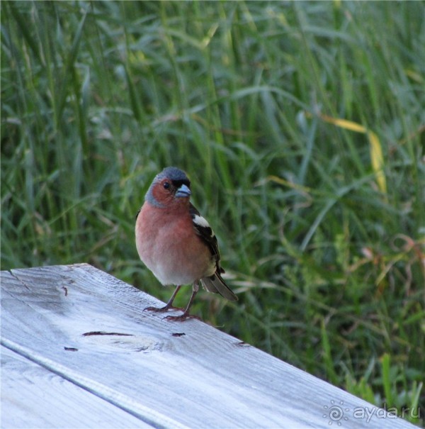 Пушкинский день в Лермонтове