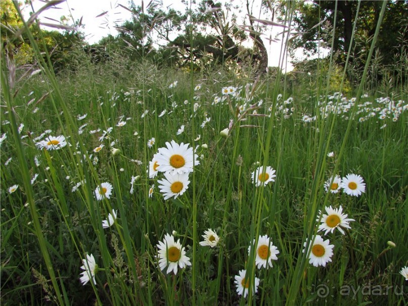 Пушкинский день в Лермонтове