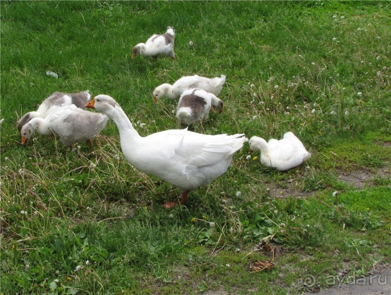 Пушкинский день в Лермонтове