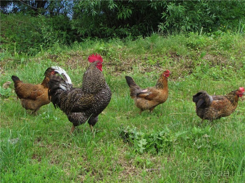 Пушкинский день в Лермонтове