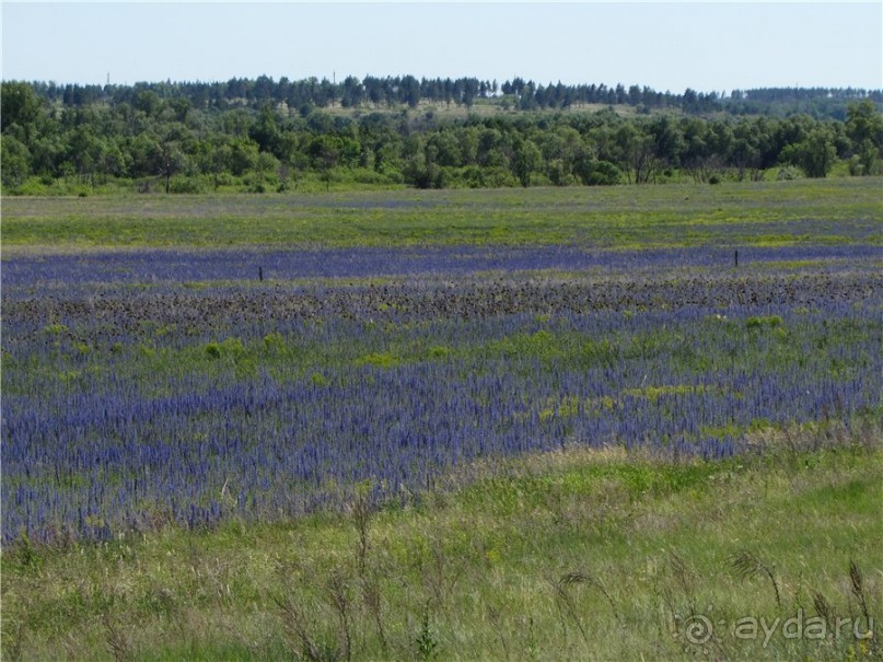 Цветочное лето Поволжья