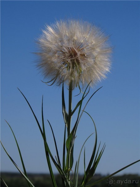 Цветочное лето Поволжья