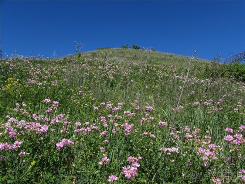 Цветочное лето Поволжья