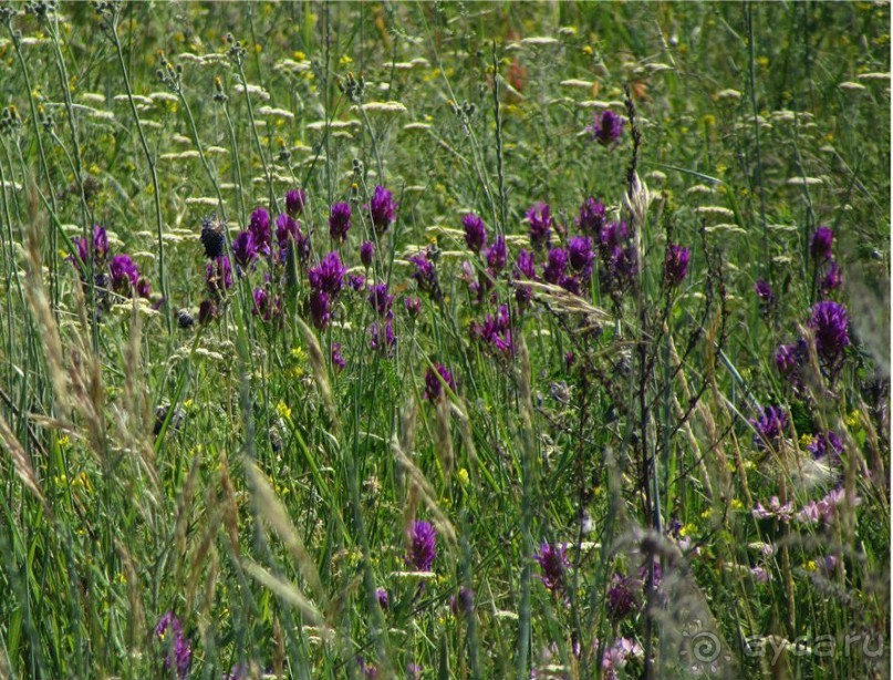 Цветочное лето Поволжья