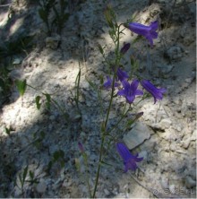 Цветочное лето Поволжья