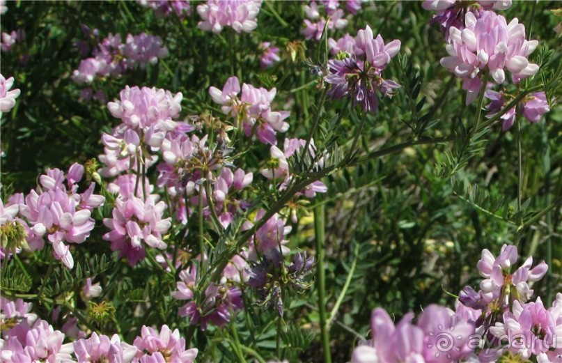 Цветочное лето Поволжья