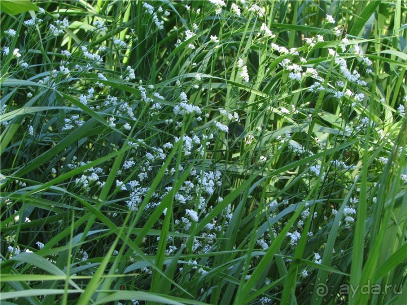 Цветочное лето Поволжья