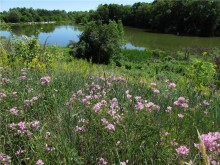 Цветочное лето Поволжья