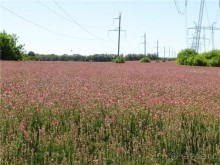Цветочное лето Поволжья
