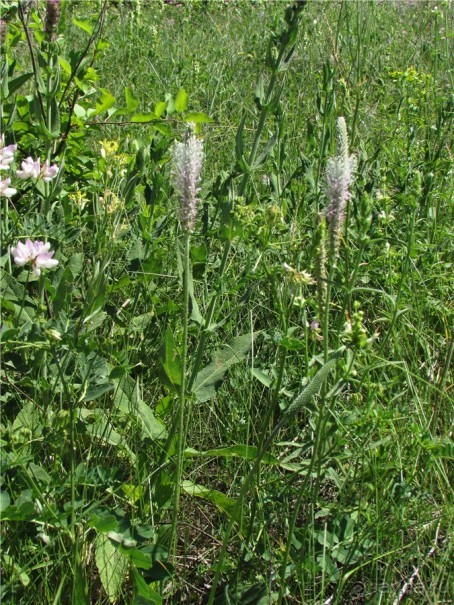 Цветочное лето Поволжья