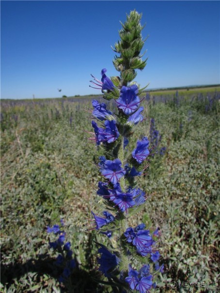 Цветочное лето Поволжья
