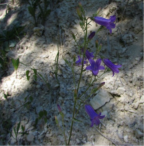 Цветочное лето Поволжья