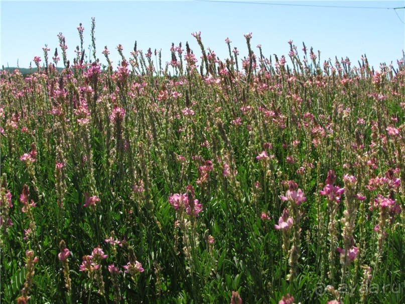 Цветочное лето Поволжья