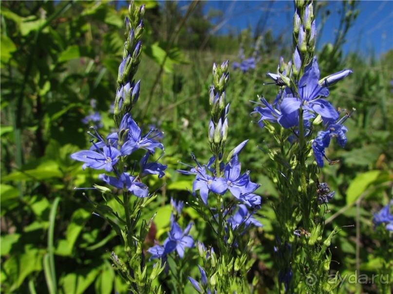 Цветочное лето Поволжья