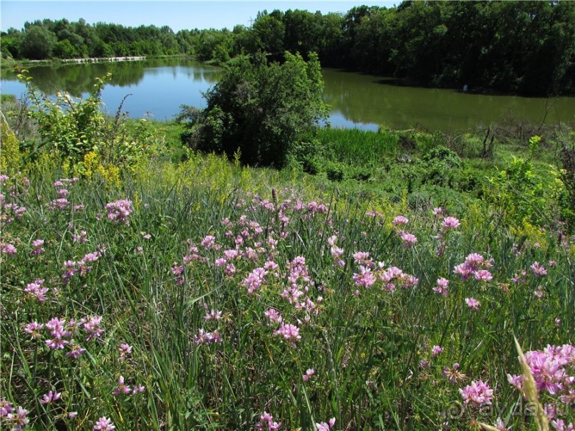 Цветочное лето Поволжья