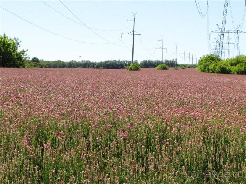 Цветочное лето Поволжья