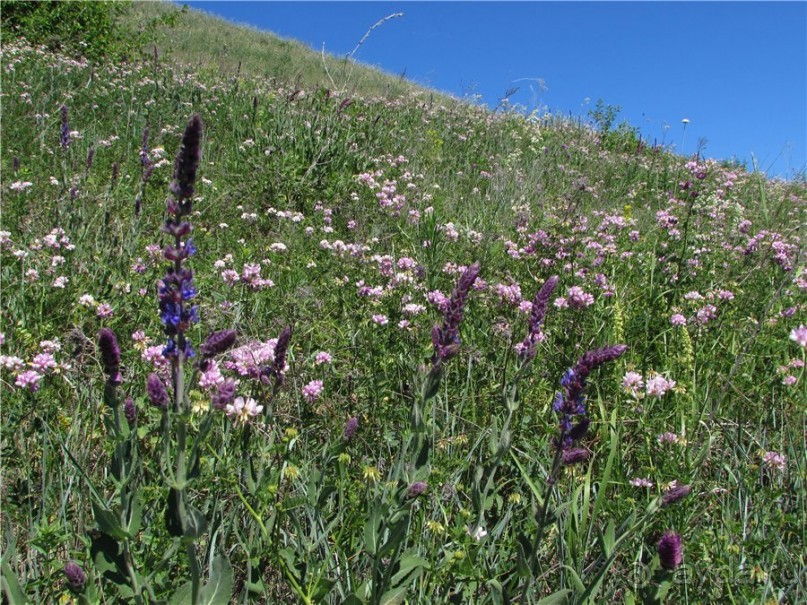 Цветочное лето Поволжья