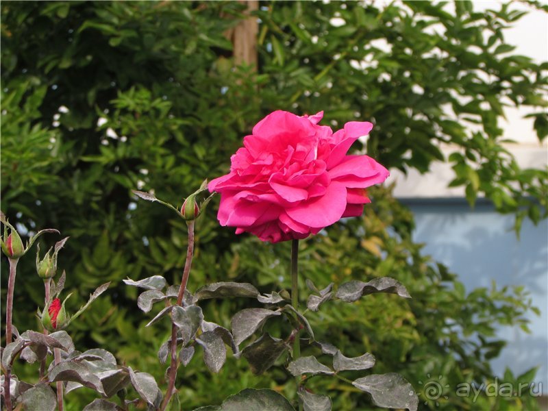 Сызрань в сентябре