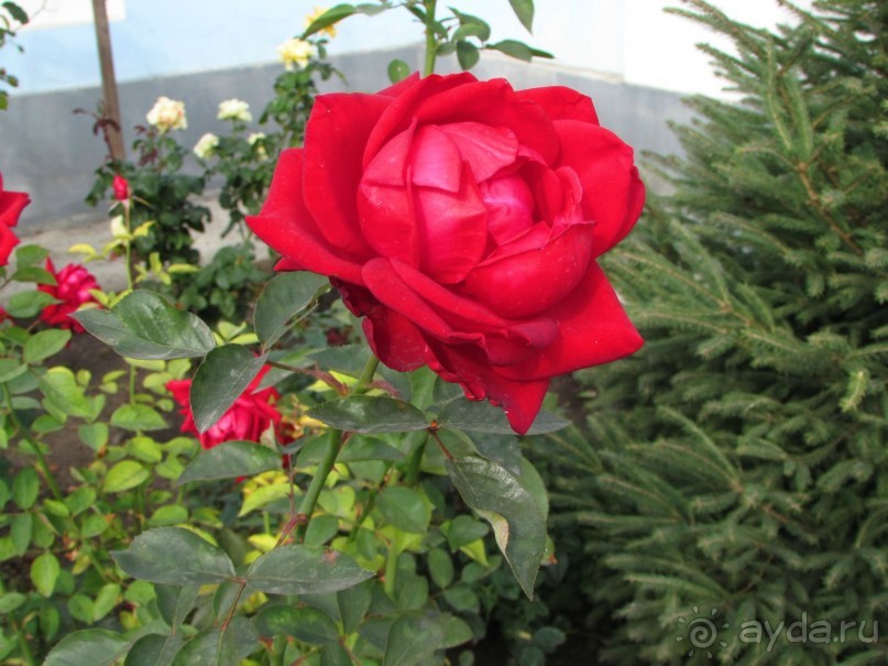 Сызрань в сентябре