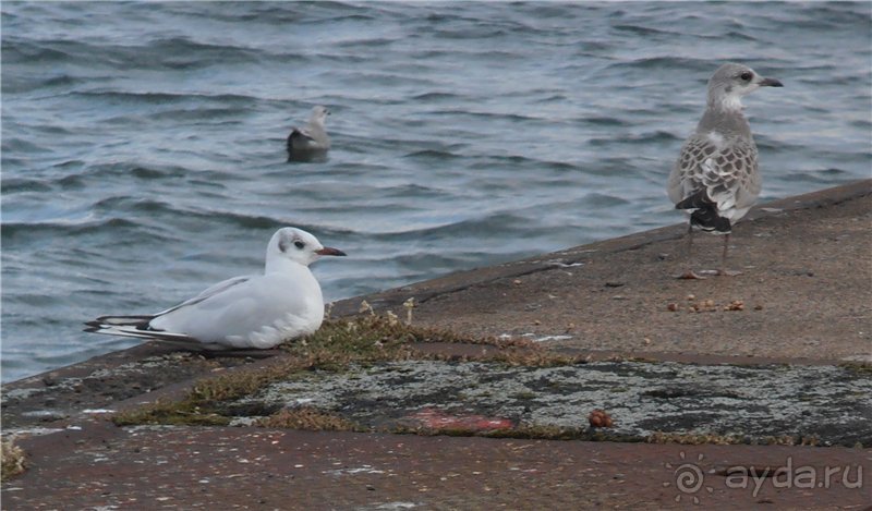 Гётеборг: другие берега