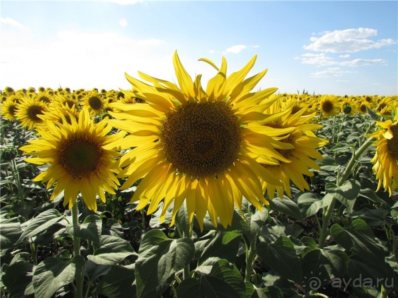 Ветер над Волгой