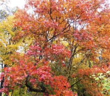 Хвалынская осень