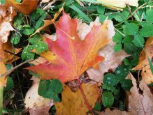 Хвалынская осень