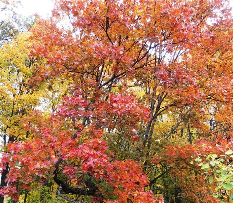 Хвалынская осень