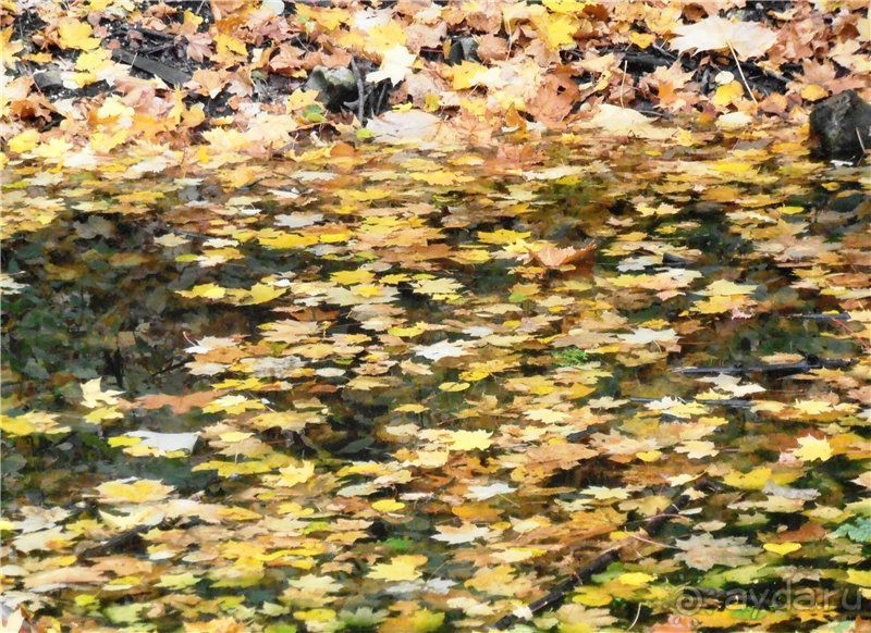 Хвалынская осень