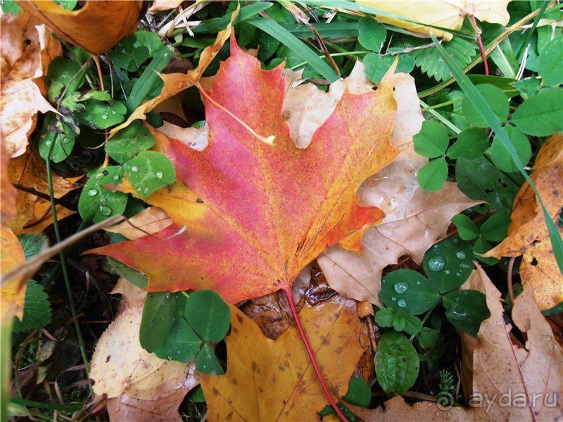 Хвалынская осень