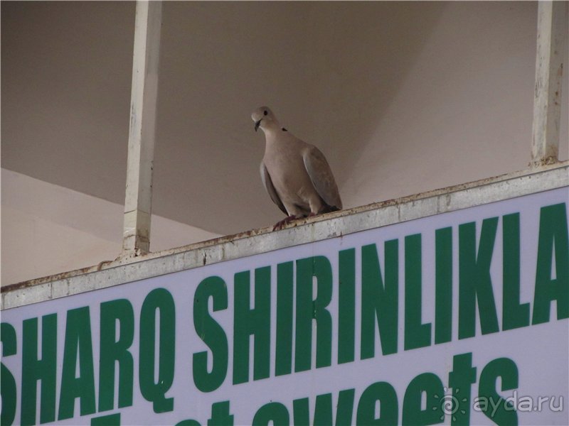 Орнаменты Самарканда. Часть 2