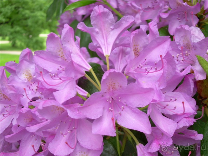 Дрезден в пепельных тонах