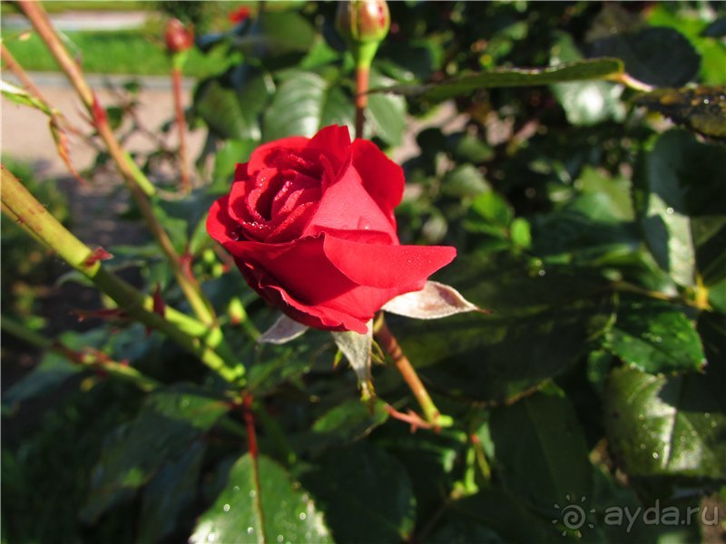 «Дворцов и замков свет…». Часть 3