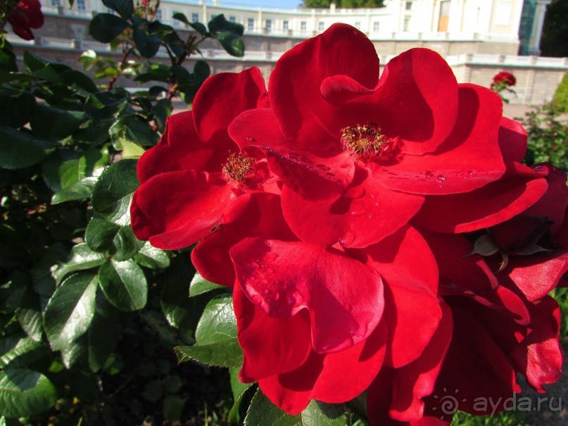 «Дворцов и замков свет…». Часть 3