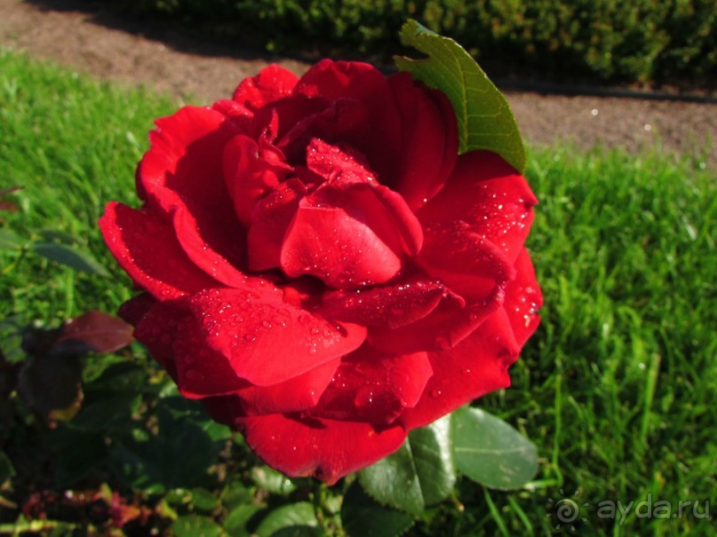 «Дворцов и замков свет…». Часть 3