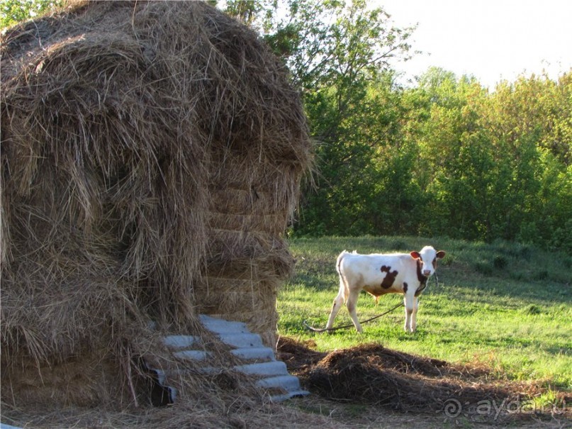 Дом со львом